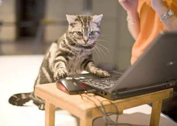 МТС вводит кошачий тариф, а ученые рассказывают о влиянии котов на мобильную связь