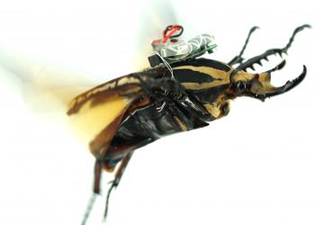 Ученые научились дистанционно управлять живыми жуками (видео)