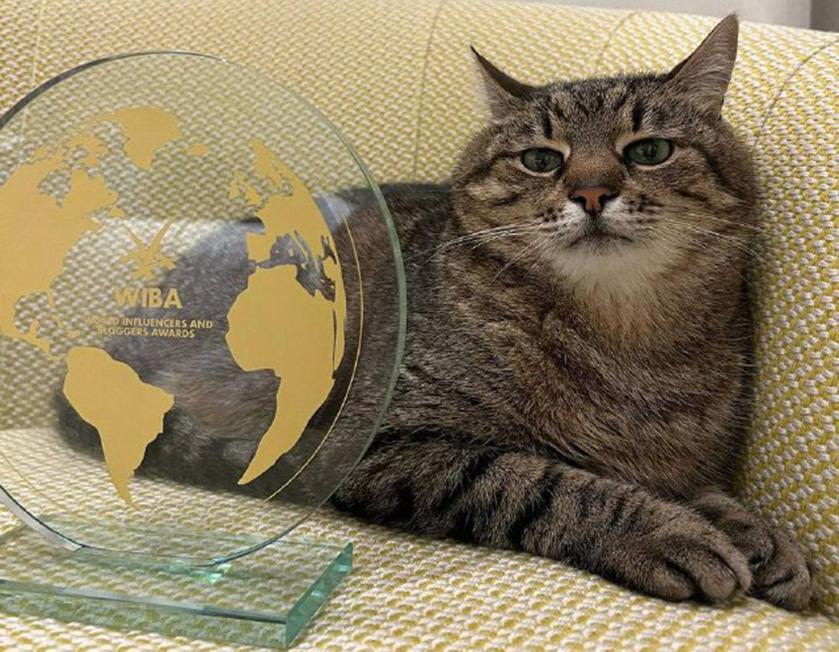 Харьковский кот Степан в Каннах получил международную премию для блогеров после того, как собрал $10 тысяч для украинских животных