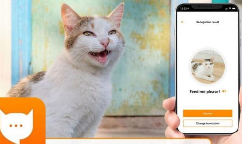MeowTalk: бывший разработчик Alexa представил приложение для перевода кошачьего мяуканья