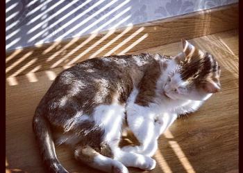 Instagagadget: Кошка умывается в первых солнечных лучах, пробивающихся сквозь жалюзи