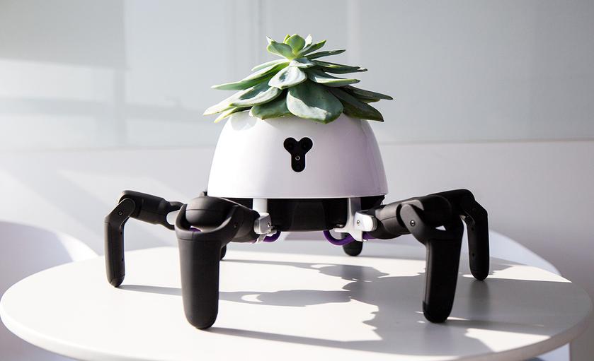 Робот-паук Hexa «выгуливает» комнатные растения на солнце