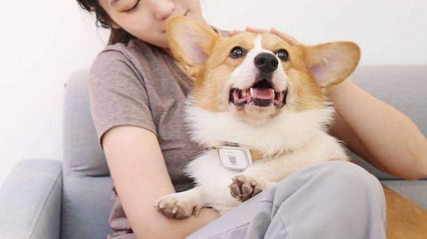 Xiaomi выпустила «умный» ошейник для собак с GPS и калькулятором калорий