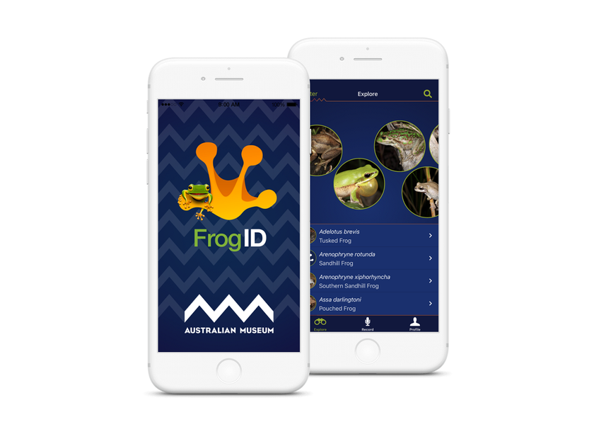 Приложение для идентификации лягушек FrogID работает по принципу сервиса Shazam