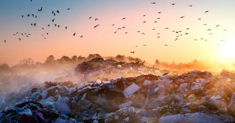 Нове дослідження розкриває жахливий вплив сміттєзвалищ ...