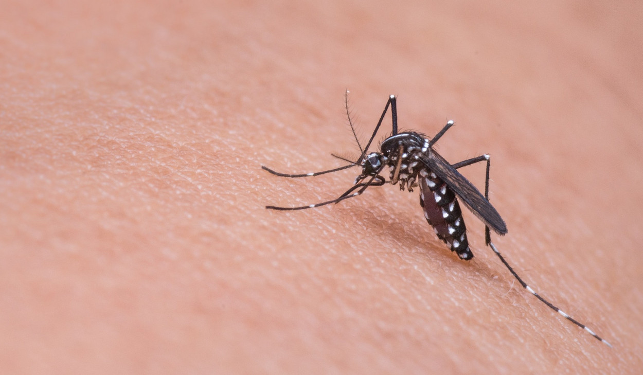 10 гаджетів для боротьби з комарами: як вони працюють і які варто вибрати