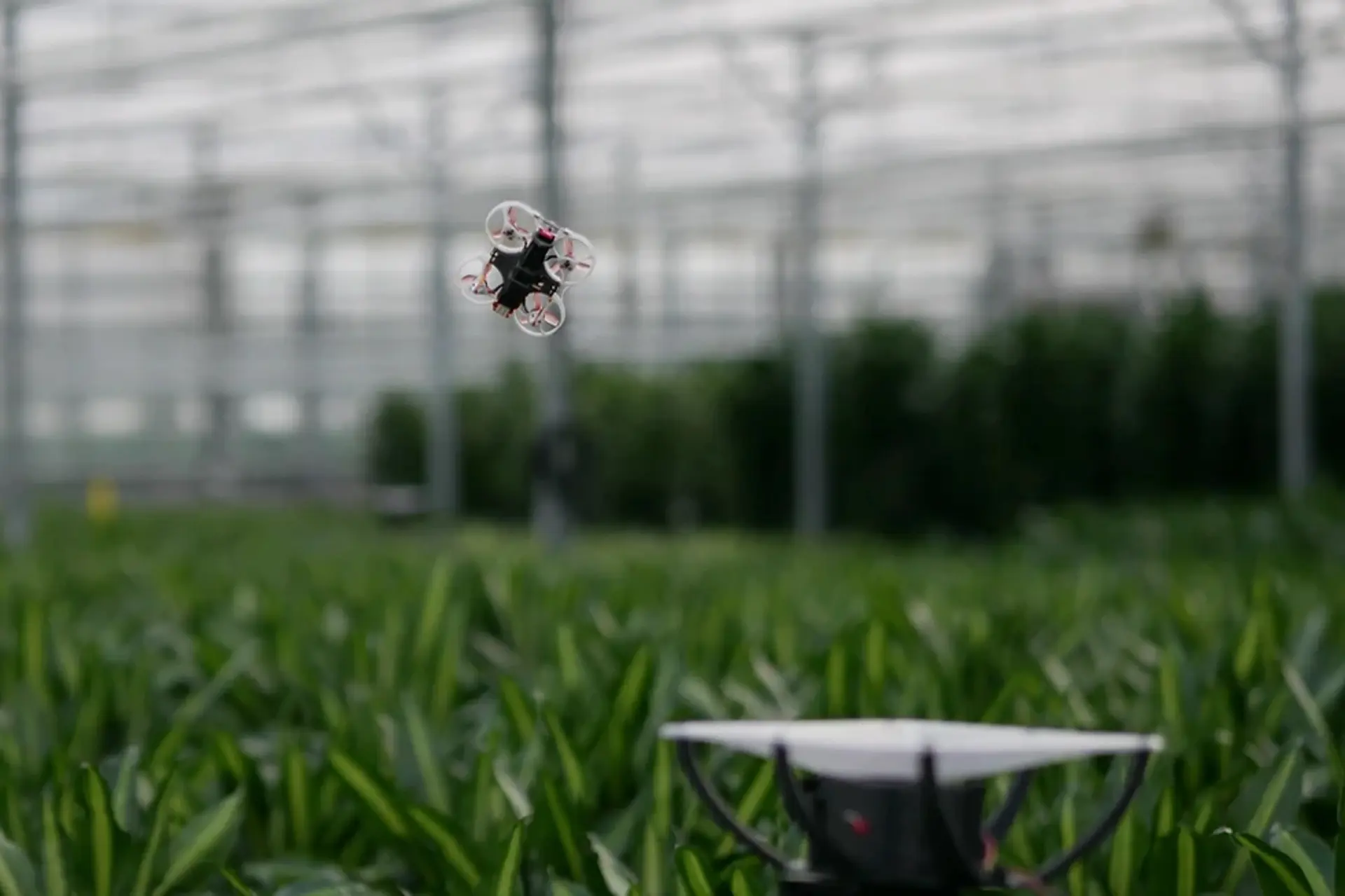 Nederlandske ingeniører vil utrydde insekter i drivhus ved hjelp av droner, IR-kameraer og kunstig intelligens.