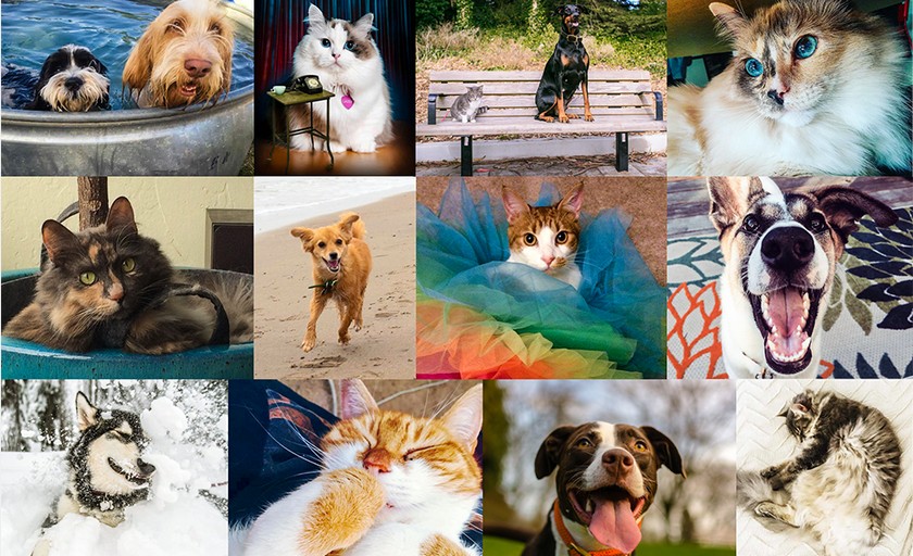 Facebook: кошатники любят фантастику, а у собачников больше друзей