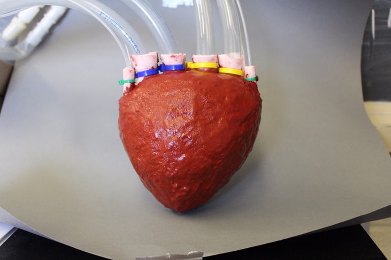 Ученые сделали искусственное сердце из пористой пены