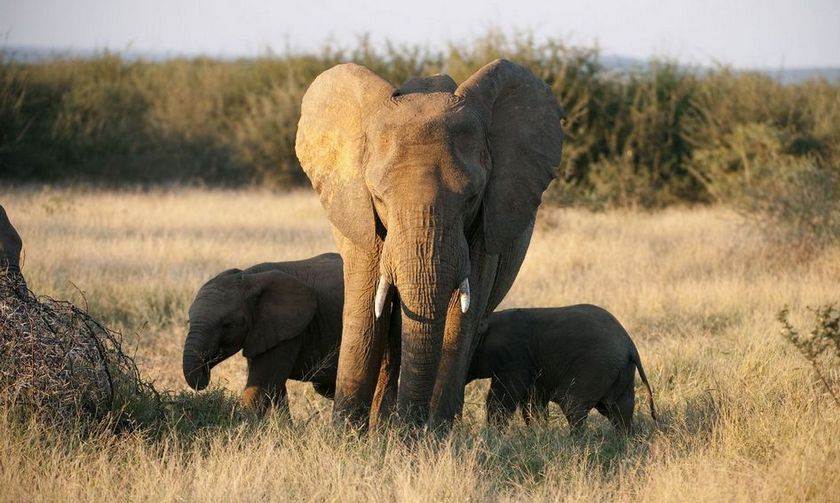 Дроны и ИИ помогут защитить слонов от браконьеров