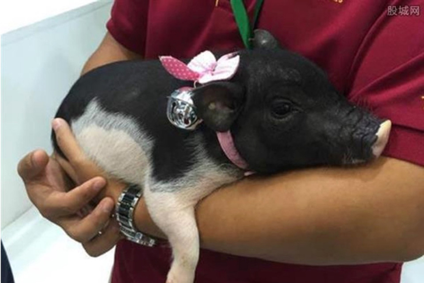 В Китае хотят продавать генетически модифицированных домашних свиней