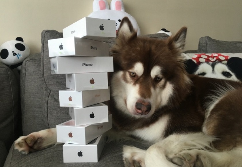 Сын китайского миллиардера подарил своей собаке восемь iPhone 7