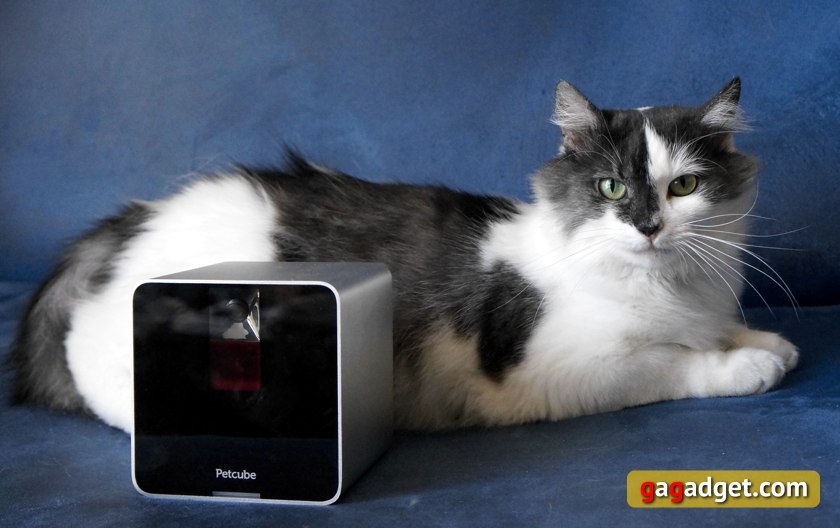 Мимими в кубе: обзор Petcube — Wi-Fi-камеры для домашних питомцев