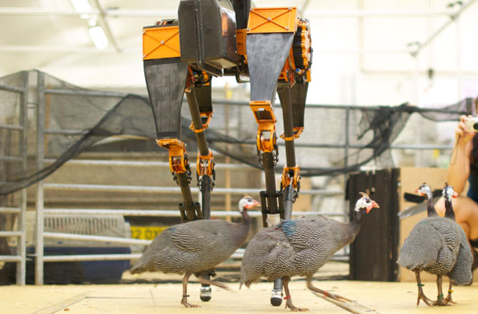 ATRIAS: самый быстрый двуногий робот в мире (видео)