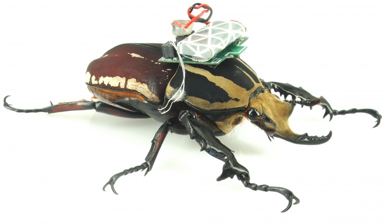Ученые научились дистанционно управлять живыми жуками (видео)-2