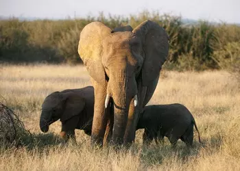 Дроны и ИИ помогут защитить слонов от браконьеров