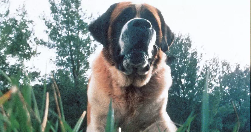 Netflix планирует снять переосмысление романа Кинга Cujo об ужасной собаке