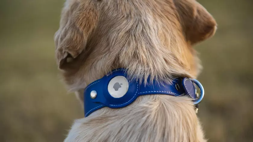 Неожиданно: у Apple AirTag возникли проблемы… с собаками (или у собак с ними)