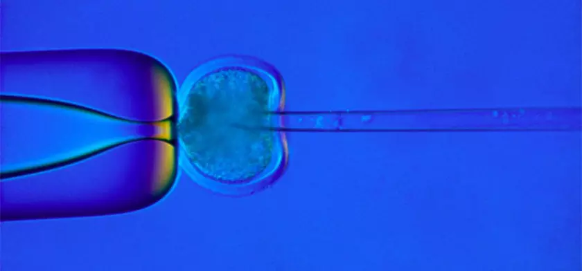 В США начнут клинические испытания по зачатию ребенка от трех родителей