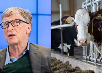 Билл Гейтс профинансировал создание идеальной коровы
