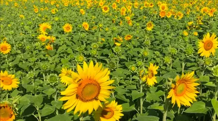 A video shows how plants "breathe" up close