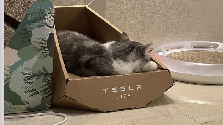Il semblerait que Tesla ait volé à une entreprise taïwanaise le design d'une chaise longue pour chat de type "Cybertruck".