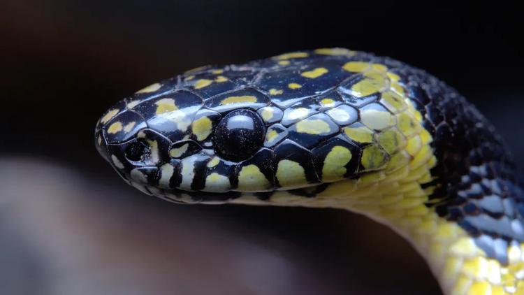 Des scientifiques filment un serpent-loup rare ...