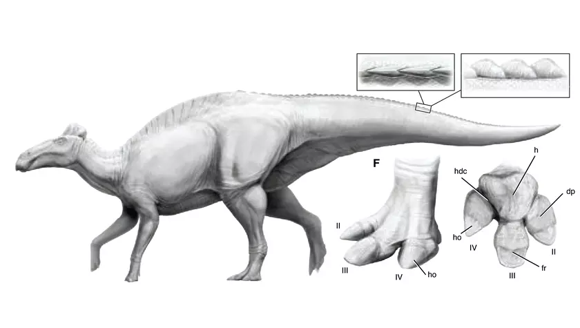 Edmontosaurus Annectens: Exploring the Fascinating Life of the Hadrosaurids