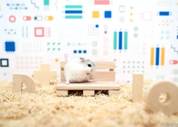 Кажется, ваш питомец загрустил: Panasonic создала «умный дом» для хомяка, который может сделать каждый желающий