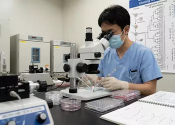 Предел «копипаста»: почему японские мыши-клоны сдались на 58-м поколении