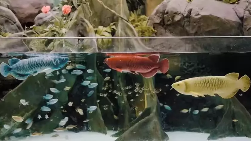 Bionic Arowanas: Exploring the Future of Fish Robotics