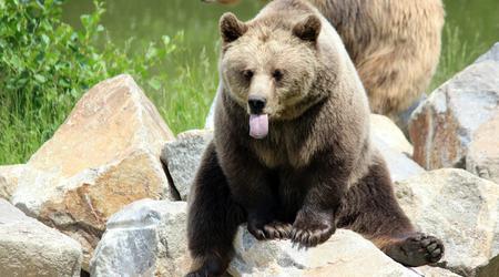 Japan will KI-gestützte Systeme zur Bärenverfolgung einführen