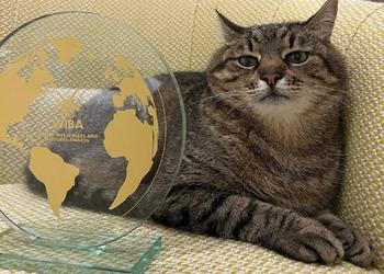 Il gatto di Kharkiv Stepan ha ricevuto un premio internazionale per i blogger a Cannes dopo aver raccolto $ 10.000 per animali ucraini