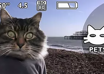 Чай с Бергамотом: жизнь внутри камеры, кошачья библиотека и танцующие роботы