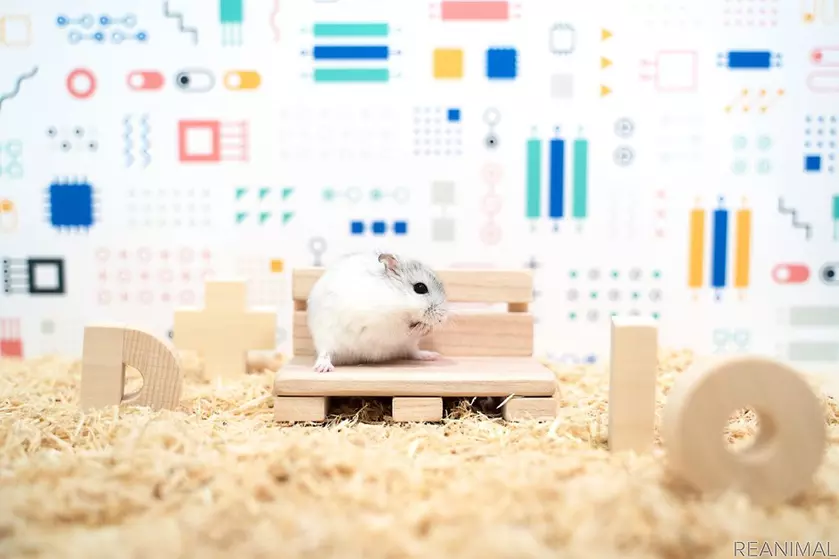 Кажется, ваш питомец загрустил: Panasonic создала «умный дом» для хомяка, который может сделать каждый желающий