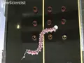 files/u4969/robotic-worm.jpg
