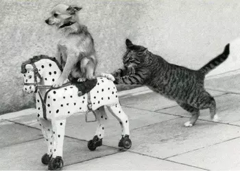 Куда катится Apple