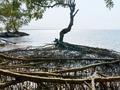 pr_news/1650633309-Apple-mangrove-preservation-project-near-Mumbai.jpg