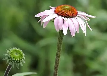 Первая галерея видеороликов, снятых при помощи Olympus E-P1