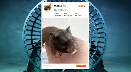 Mollie le hamster parcourt 10 km par nuit et cumule les abonnés sur Strava
