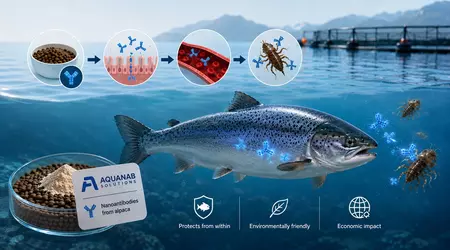 Alpaca antibodies could make farmed salmon safer — if the science holds up