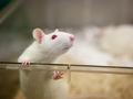 Ученые отредактировали гены живых мышей и удалили с них ВИЧ