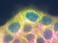 post_big/Allen_Cell_Explorer-_A_portal_to_the_human_cell.mp4_000020712.jpg