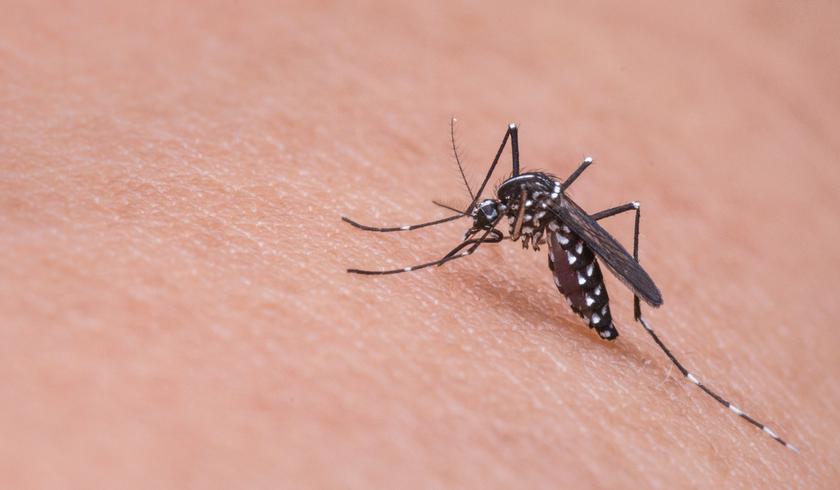 10 gadżetów do zwalczania komarów: jak to działa i co należy wybrać