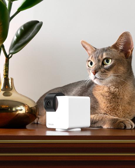 PetCube Cam : caméra pour animaux – L'avant gardiste