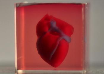 Учёные напечатали первое 3D сердце, используя клетки пациентов