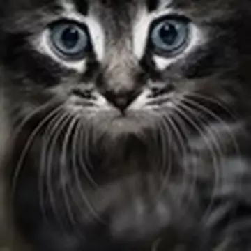 Александра Кириллова