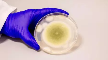 Fungus blamed for mysterious deaths of archaeologists is unexpectedly a cure for leukaemia