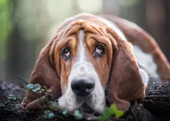 Собаки больше не будут скучать! Ученые спроектировали игровую платформу для развлечения четырехлапых геймеров