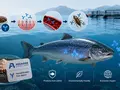 Альпаки против морских вшей: AquaNab использует наноантитела для сохранения лососевых ферм
